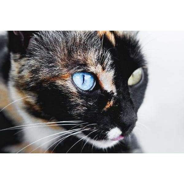 Black Cat Different Eyes - Full Drill Diamond Painting -