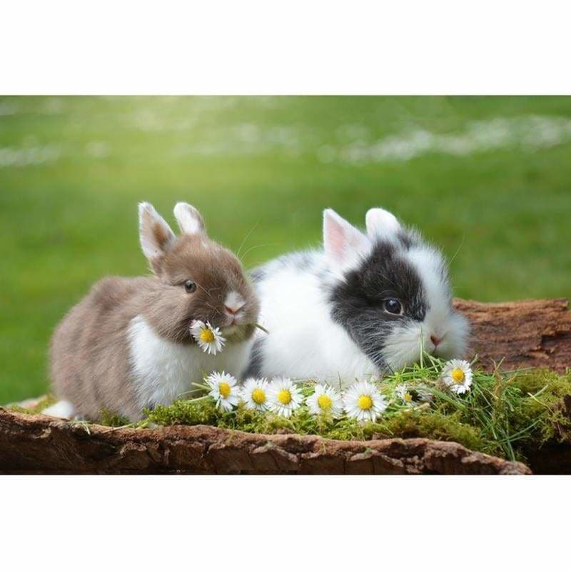 Full Drill - 5D DIY Diamond Painting Kits Cute Rabbits Baby
