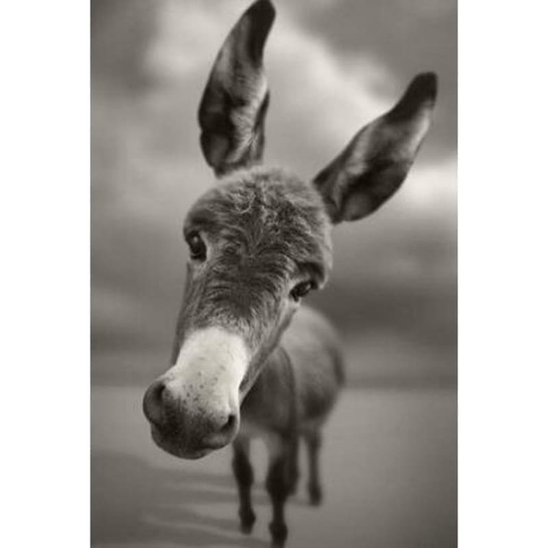Full Drill - 5D DIY Diamond Painting Kits Grey Funny Donkey