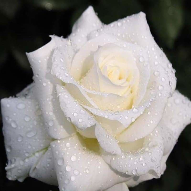 Full Drill - 5D DIY Diamond Painting Kits Romantic White