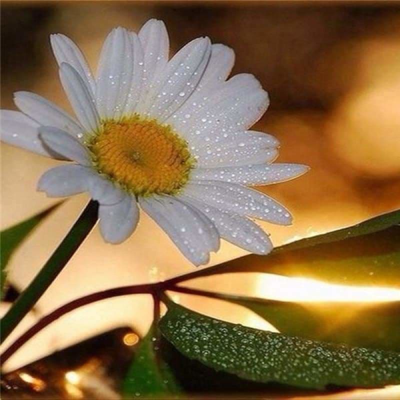 New Flower Cheap Diamond Painting Kits VM7522