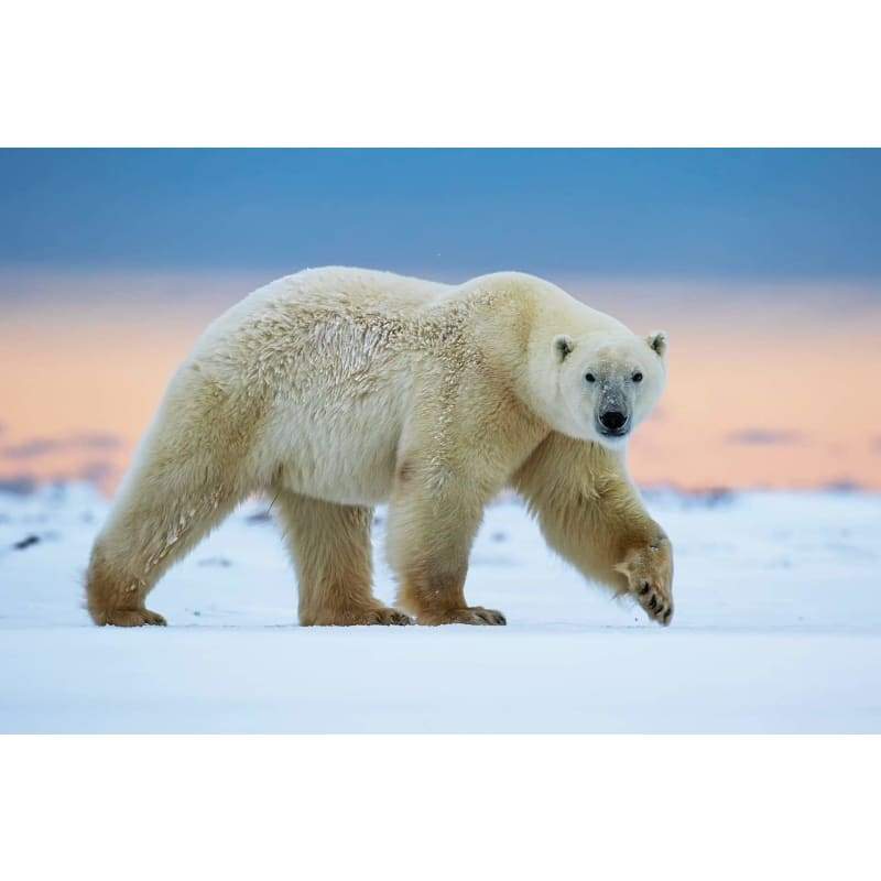 Polar Bear - Full Drill Diamond Painting - Special Order -