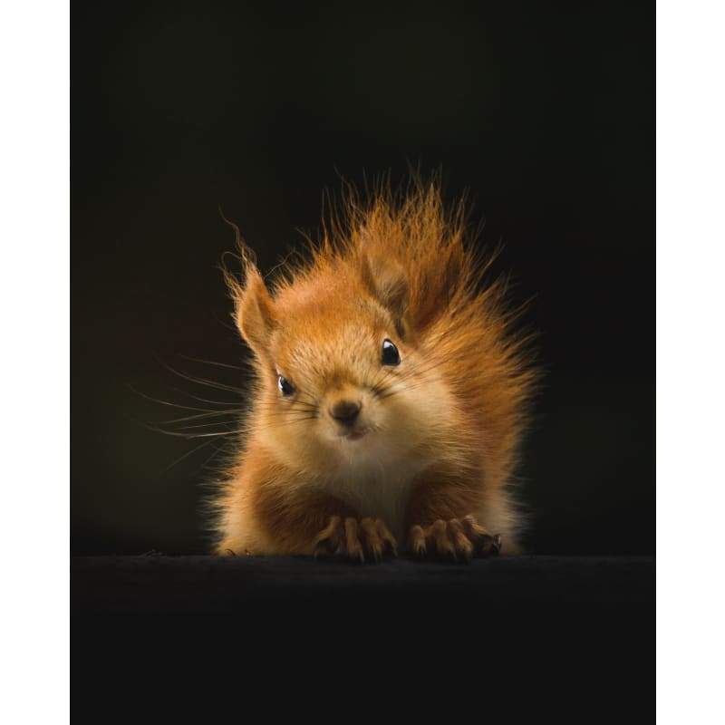 Squirrel - Full Drill Diamond Painting - Special Order -