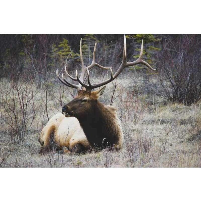 Elk Grass Full Drill - 5D Diy Diamond Painting Kits Mosaic - NEEDLEWORK KITS