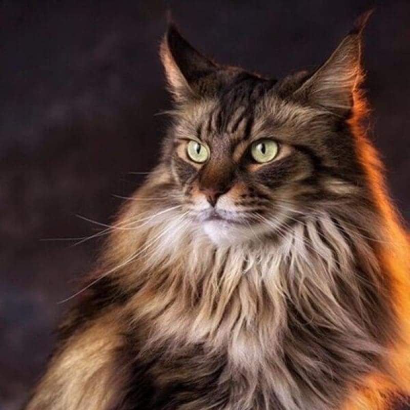 Full Needlework Embroidery Black Cat 5D DIY Diamond Painting Kits