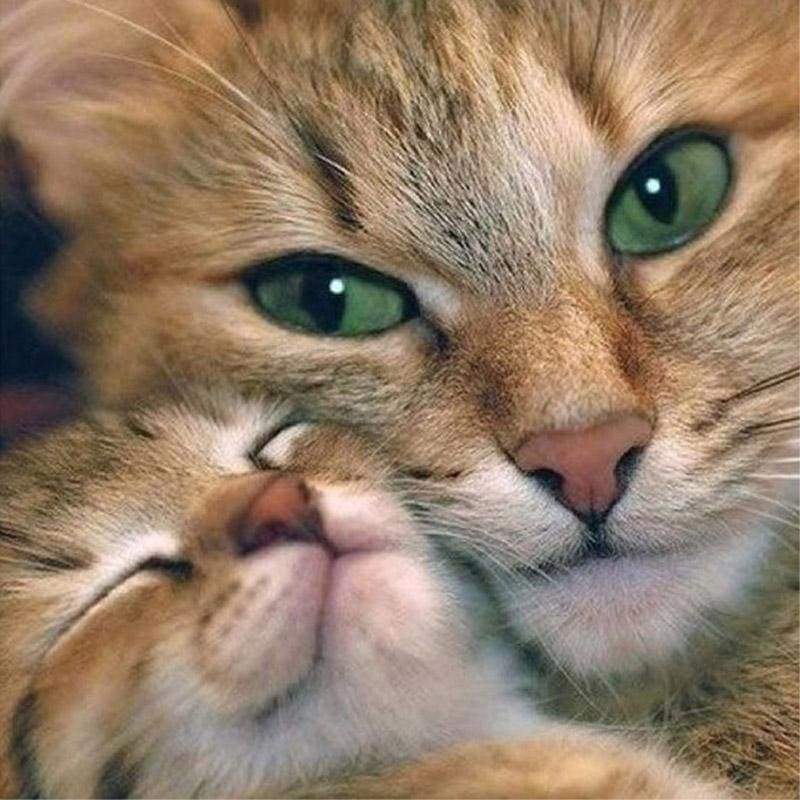 Full Square Drill 5D DIY Diamond Painting Animal cat Mosaic Set