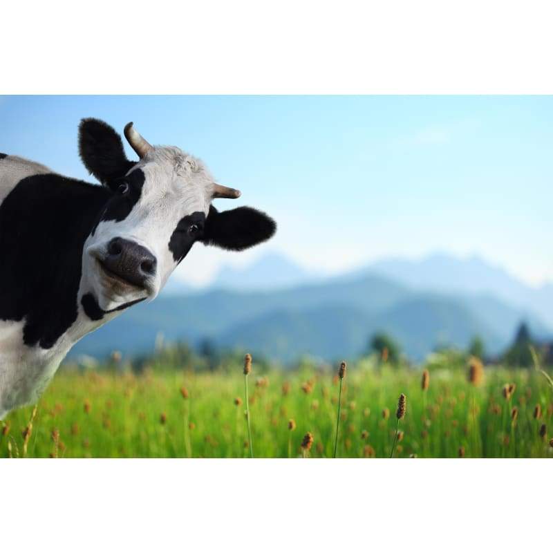 2019 Full Square Drill Cow 5D Diy Diamond Painting Kits NA0188