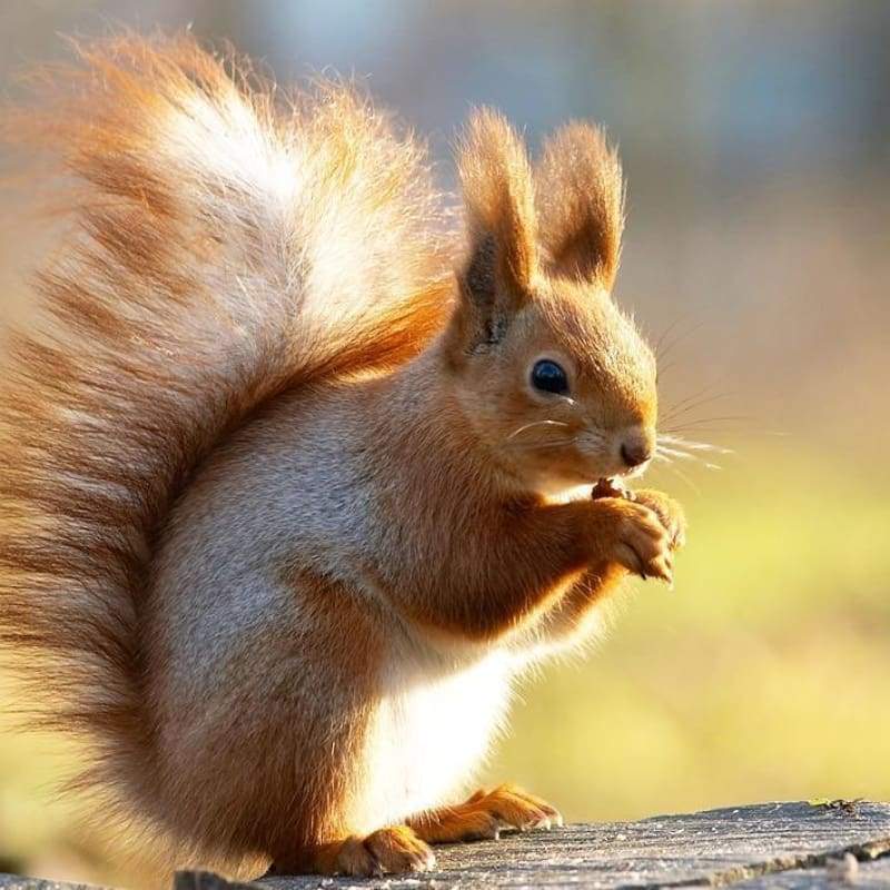 2019 Full Square Drill Squirrel 5d Diy Diamond Painting Kits NA0455