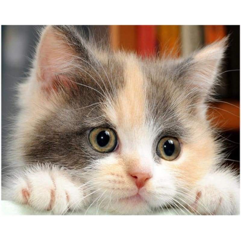 New Hot Sale Cute Cat 5d Diamond Painting Cross Stitch VM58591