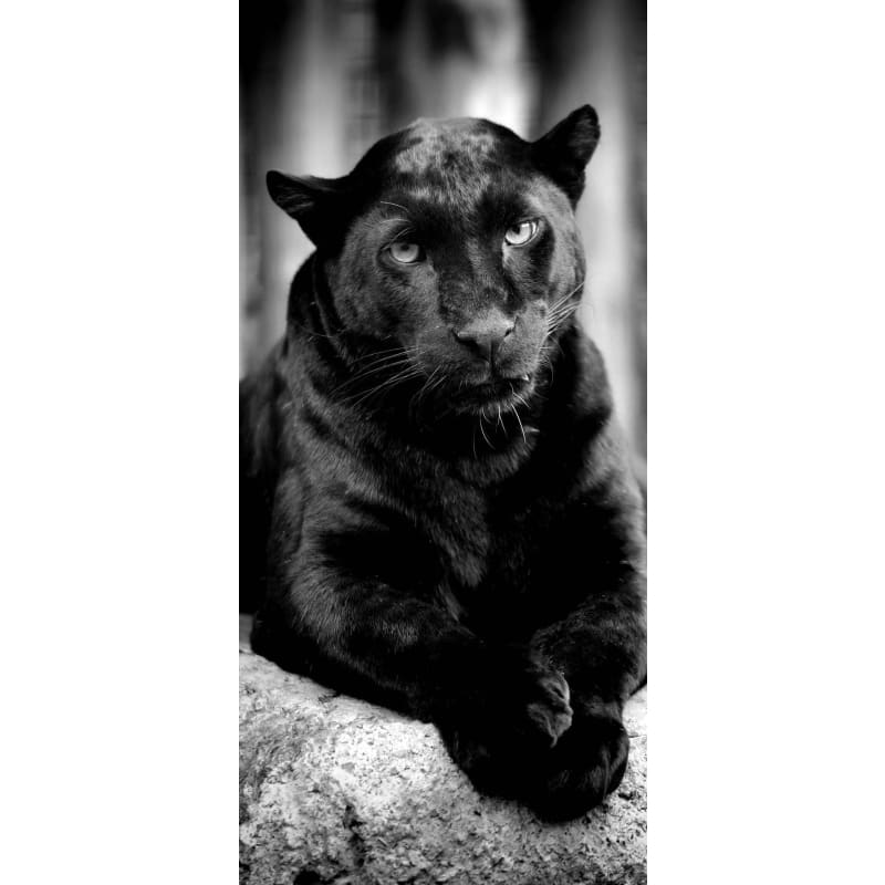 Black Puma- Full Drill Diamond Painting – Craft Painting