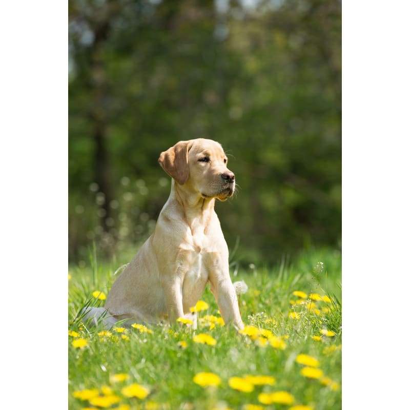 Dog with yellow flowers- Full Drill Diamond Painting -