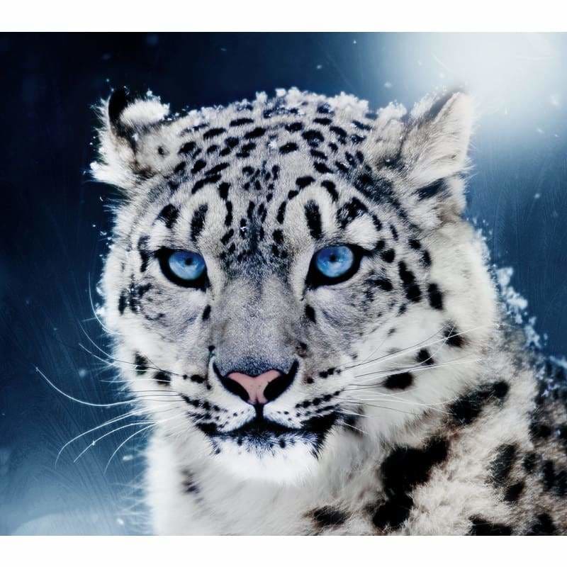 Full Drill - 5D DIY Diamond Painting Kits Black White Cool