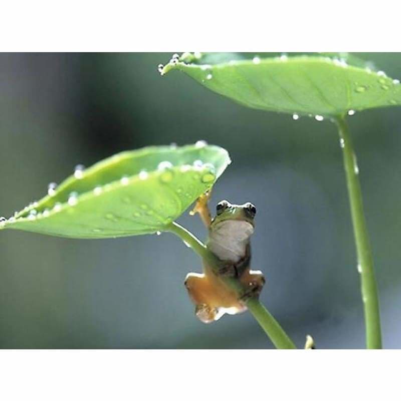 Full Drill - 5D DIY Diamond Painting Kits Cute Frog Lotus