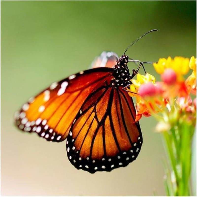 Full Drill - 5D DIY Diamond Painting Kits Fantastic