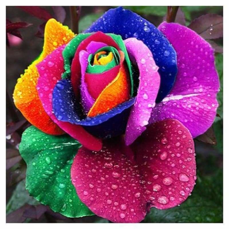Full Drill - 5D DIY Diamond Painting Kits Pretty Colorful