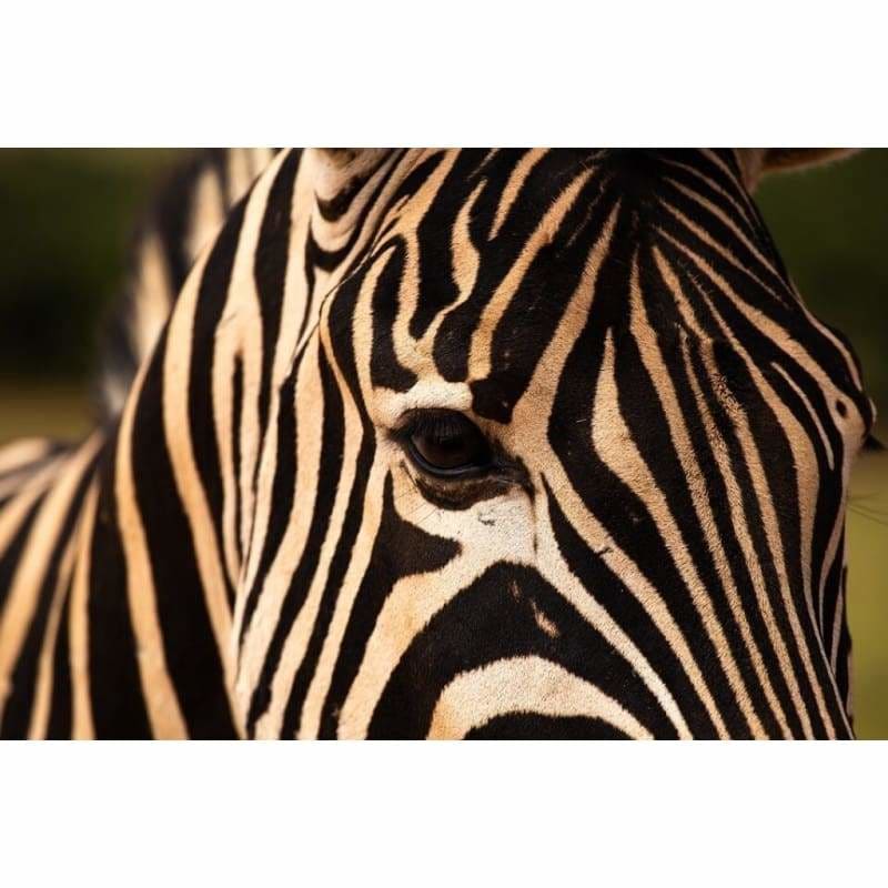 Full Drill - 5D DIY Diamond Painting Kits Special Zebra Eye