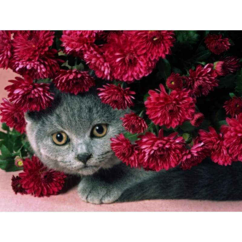 Pet Cat Paint By Numbers Kits VM90672 - NEEDLEWORK KITS