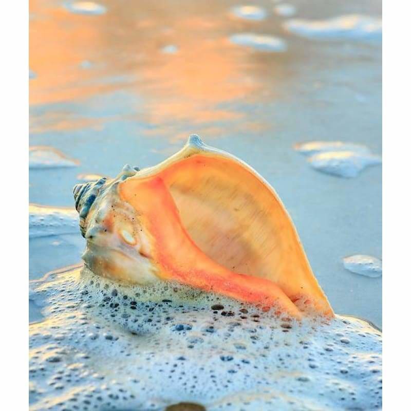 Sea Shell Full Drill - 5D Diy Diamond Painting Kits