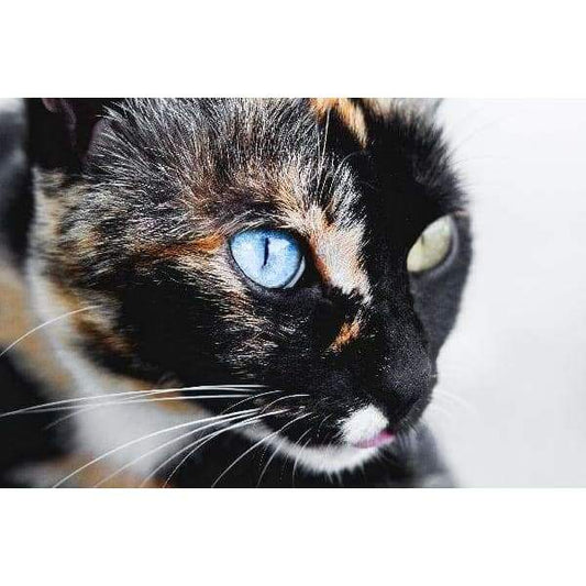 Black Cat Different Eyes - Full Drill Diamond Painting -