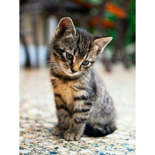 Cute kitten- Full Drill Diamond Painting - Special Order -