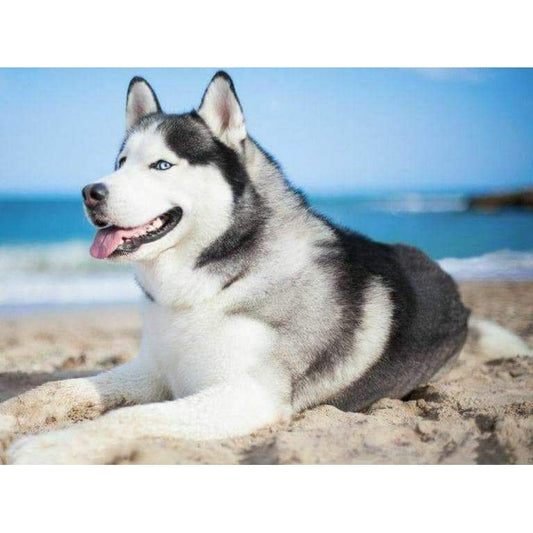 Dog On The Beach - Full Drill Diamond Painting - Special