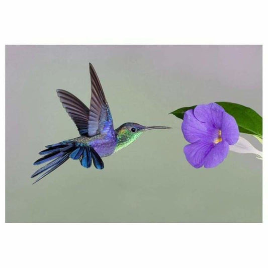 Full Drill - 5D DIY Diamond Painting Kits Cartoon Bird
