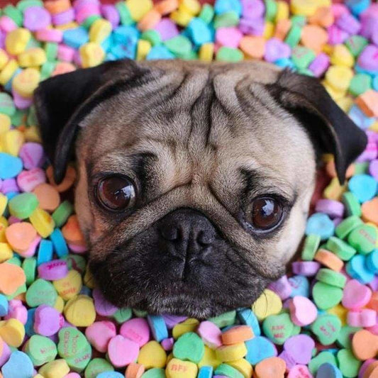 Full Drill - 5D DIY Diamond Painting Kits Funny Cute Dog