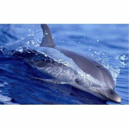 New Hot Sale Decoration Animal Dolphin Full Drill - 5D Diy