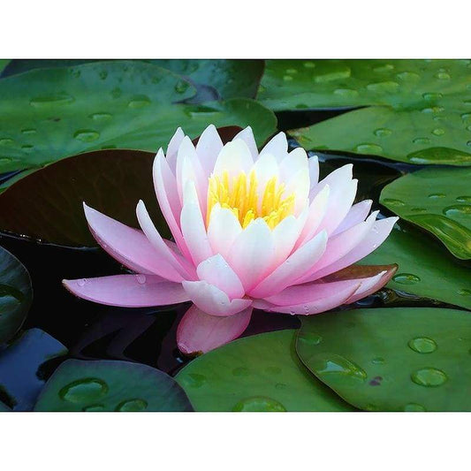 2019 Dream Lotus 5D Diy Diamond Painting Kits NA0142