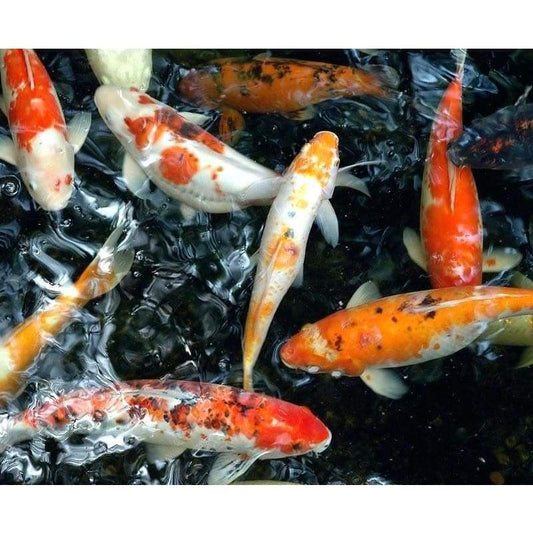 Full Drill 5D DIY Diamond Painting Fish Embroidery Cross Stitch Rhinestone Mosaic