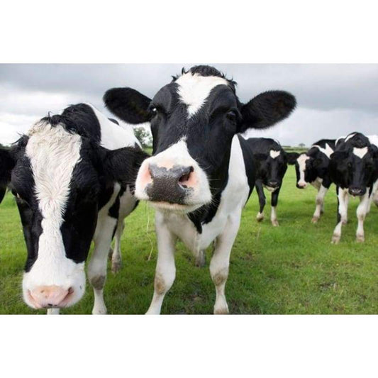 2019 Full Drill Cow 5D Diy Embroidery Diamond Painting Kits NA0184