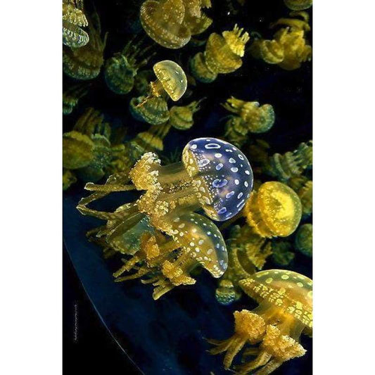 Full Drill Jellyfish 5D DIY Diamond Painting Kits NA0851