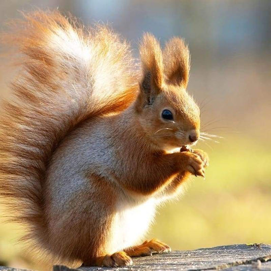 2019 Full Square Drill Squirrel 5d Diy Diamond Painting Kits NA0455