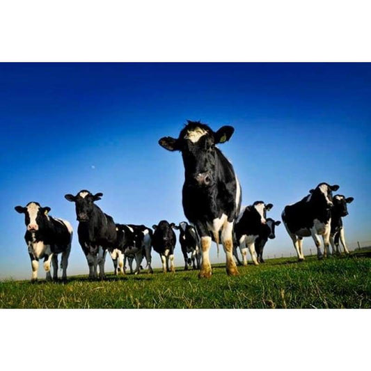 2019 Hot Sale Cow 5D Diy Diamond Painting Kits NA0183