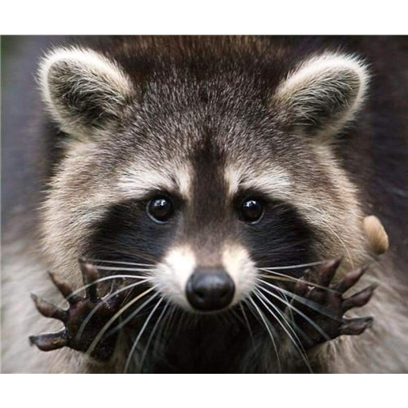 2019 New Hot Sale Cross Stitch Cute Raccoon DIY 5D Diamond Painting Kits VM7639