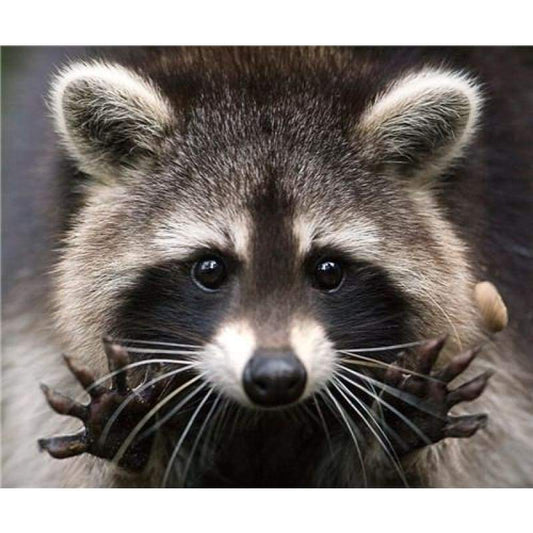 2019 New Hot Sale Cross Stitch Cute Raccoon DIY 5D Diamond Painting Kits VM7639