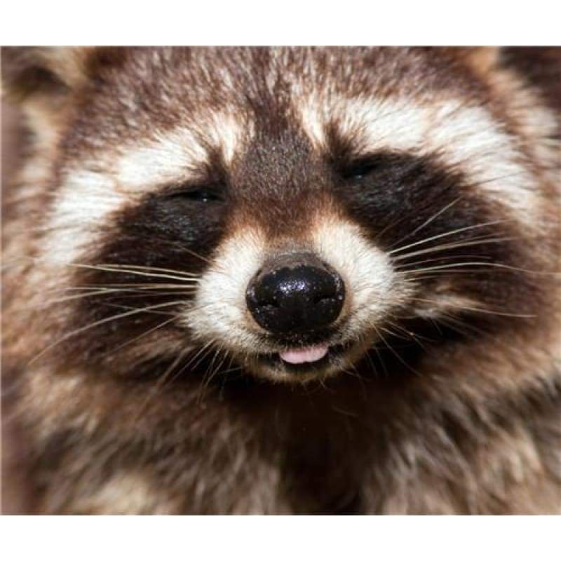 2019 New Hot Sale Cross Stitch Cute Raccoon DIY 5D Diamond Painting Kits VM7640