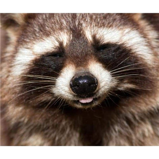 2019 New Hot Sale Cross Stitch Cute Raccoon DIY 5D Diamond Painting Kits VM7640