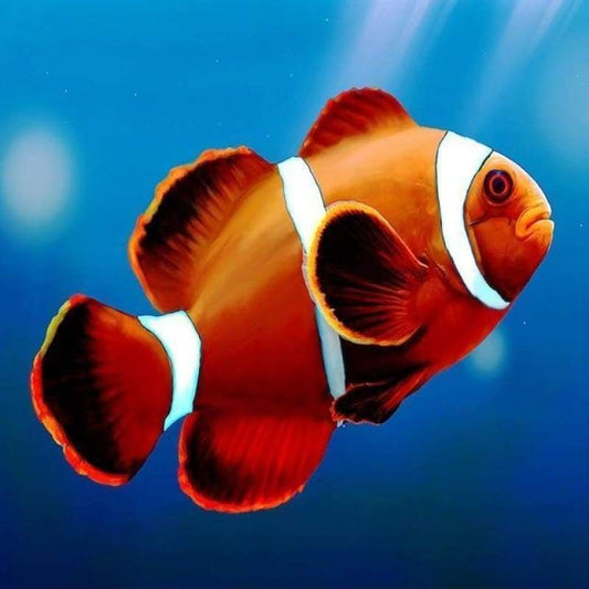 New Hot Sale Fish In Water 5d Diy Diamond Painting Fish Kits VM03010