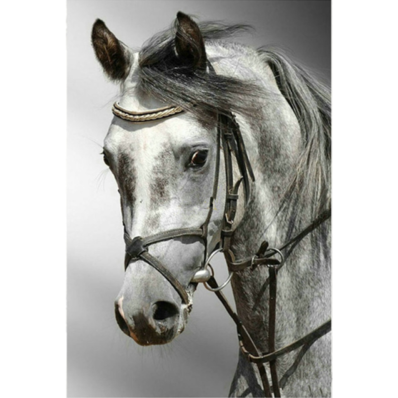 New Hot Sale Horse Picture 5d Diy Diamond Painting Kits VM9772