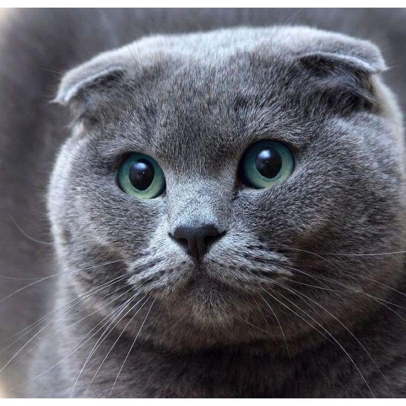 New Hot Sale Pet Cat Picture 5d Diy Diamond Painting Kits VM7251