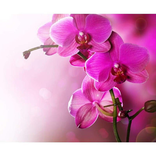 2019 Orchids Full Drill 5D Diy Diamond Painting Kits Cross Stitch Rhinestones