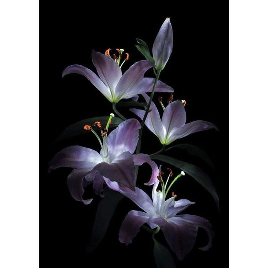 2019 Purple Lily Full Drill 5D DIY Diamond Painting Kits UK