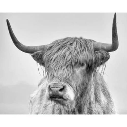Animal Bull Diy Paint By Numbers Kits VM91557 - 222