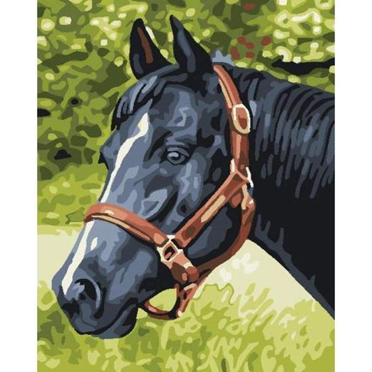 Animal Horse Diy Paint By Numbers Kits ZXB822 - NEEDLEWORK KITS