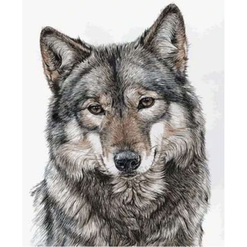 Animal Wolf Diy Paint By Numbers Kits ZXQ2715 - NEEDLEWORK KITS