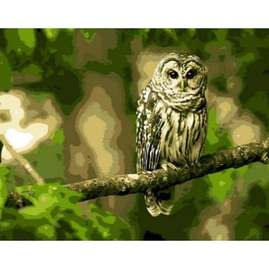 Color Animal Owl Diy Paint By Numbers Kits ZXQ717 - NEEDLEWORK KITS