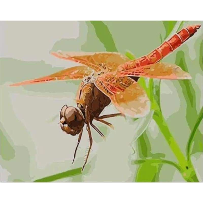 Dragonfly  Diy Paint By Numbers Kits PBN30239 - NEEDLEWORK KITS