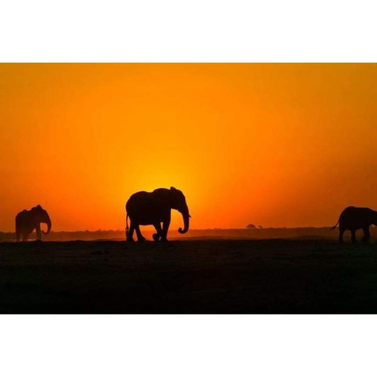 Elephants Orange Sunset - Full Drill Diamond Painting - 