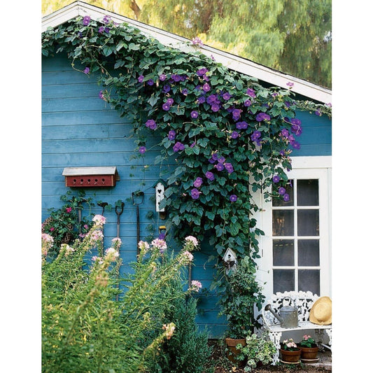 Flower Diy Paint By Numbers Kits PBN95680 - 2